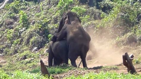 animalsexporn|Zoo Tube Sex .